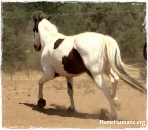 horse shelter