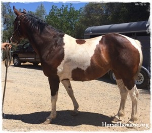 horse shelter