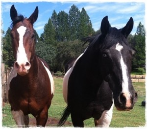 horse shelter
