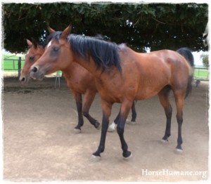 horse rescue