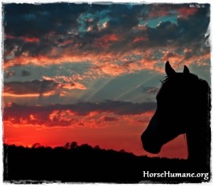 horse shelter