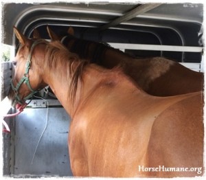 horse shelter