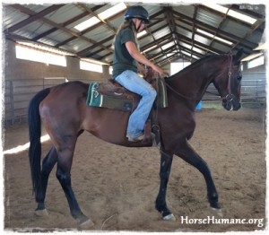 horse shelter