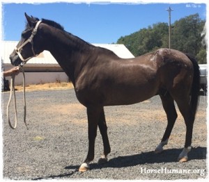 horse shelter