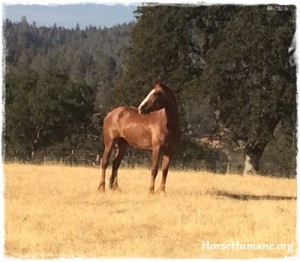 horse shelter
