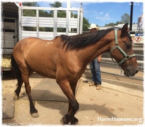 horse rescue