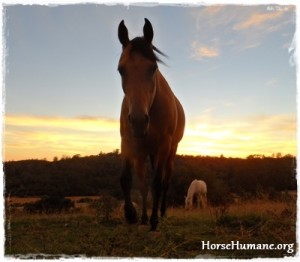 horse rescue