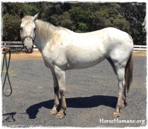 horse rescue