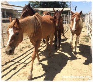 horse rescue