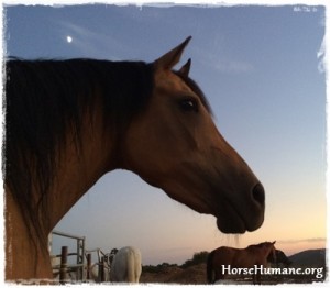 horse shelter