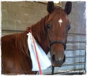 horse shelter