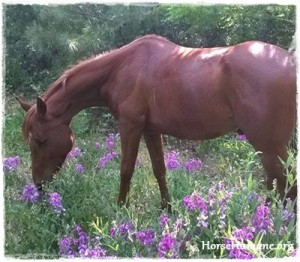 horse rescue