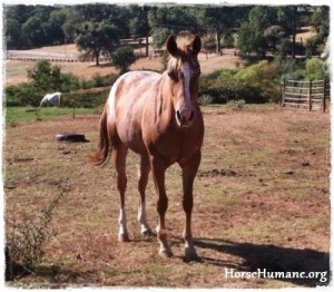 horse shelter