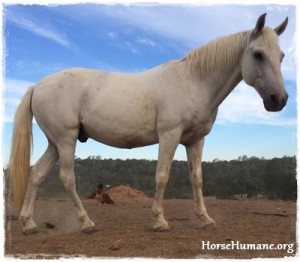horse rescue