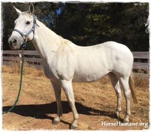 horse shelter