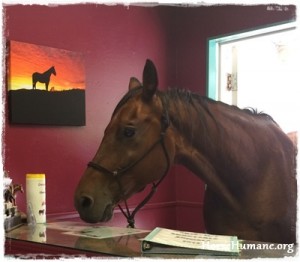 horse shelter
