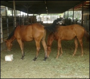 horse shelter