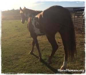 horse rescue