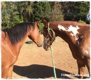 horse rescue