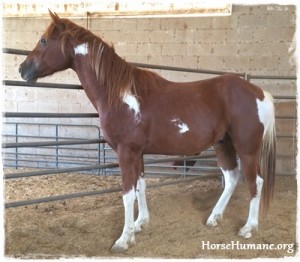 horse rescue