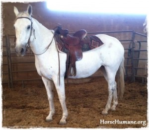 horse shelter