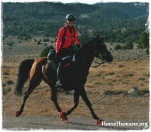 horse shelter