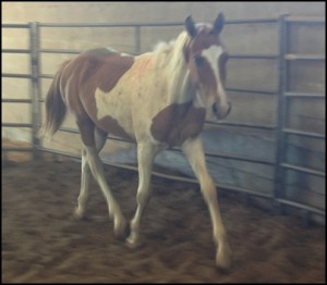 horse shelter