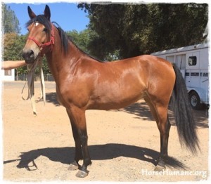horse rescue