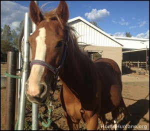 horse shelter