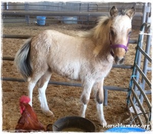 horse rescue