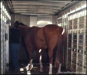 horse shelter