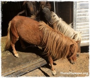 horse rescue