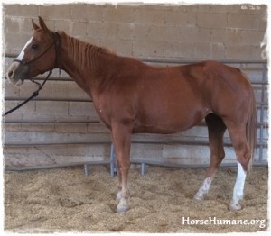 horse shelter