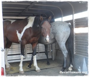 horse rescue