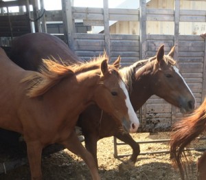horse rescue