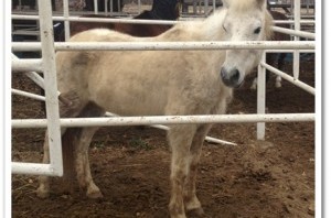 horse rescue