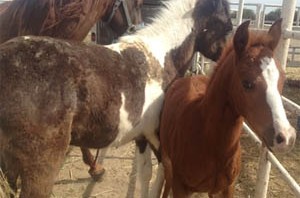 horse rescue