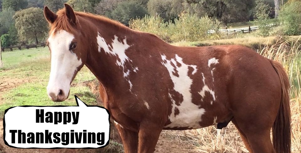 horse shelter