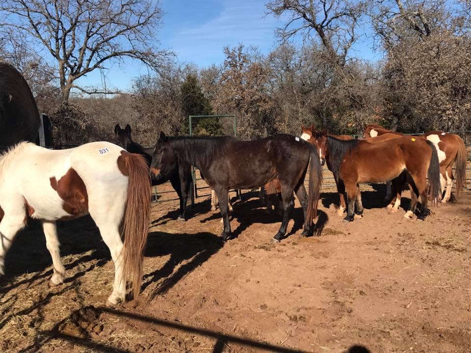 horse rescue