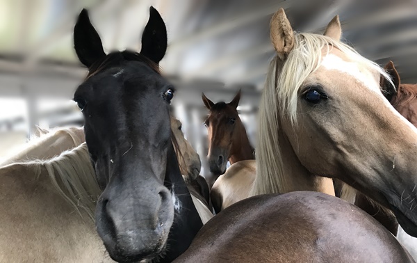 horse rescue