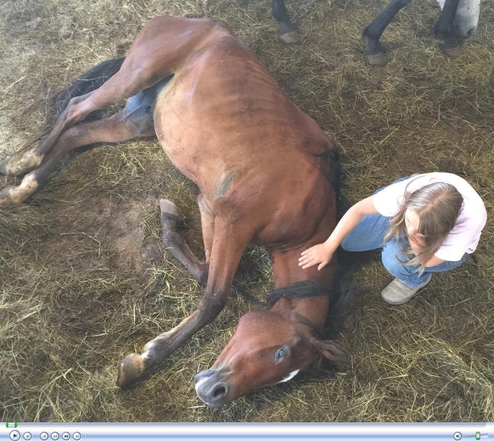 horse rescue