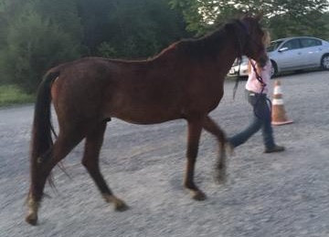 horse rescue