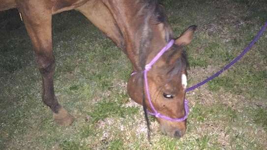 horse rescue