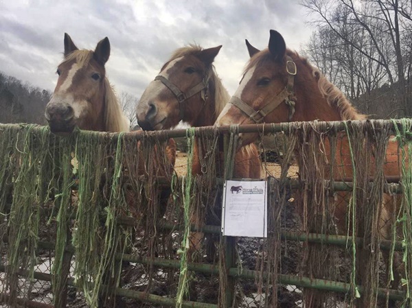 horse rescue