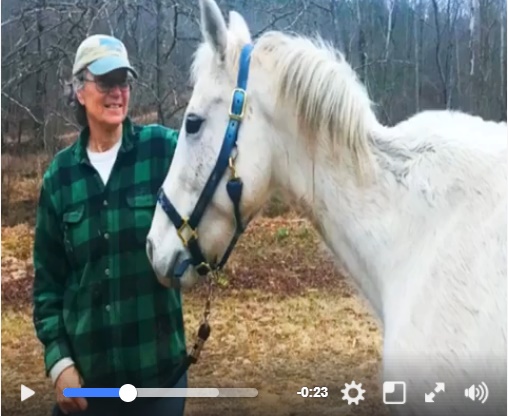 horse adoption