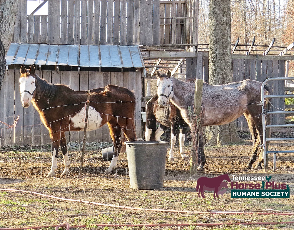 horse rescue