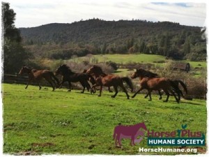 horse shelter