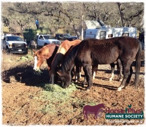 horse shelter