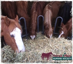 horse rescue