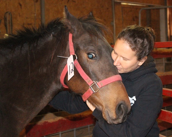 horse rescue